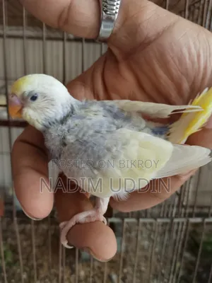 Budjie Babies