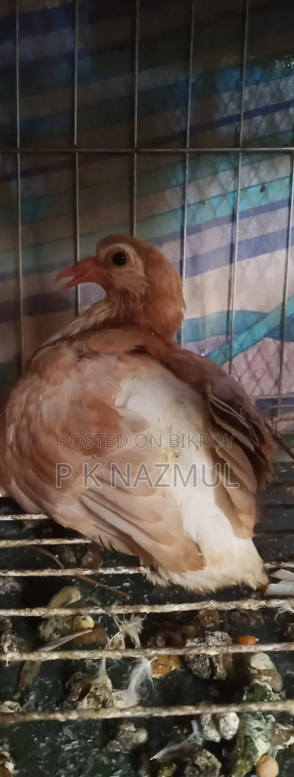 Siraji Pigeon