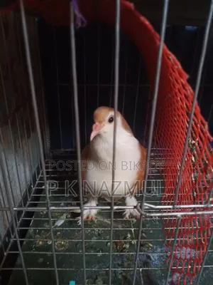 Siraji Pigeon