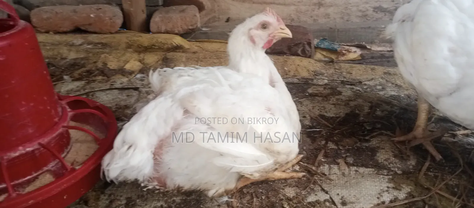 বড় ব্রয়লার মুরগি সেল হবে