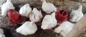 বড় ব্রয়লার মুরগি সেল হবে