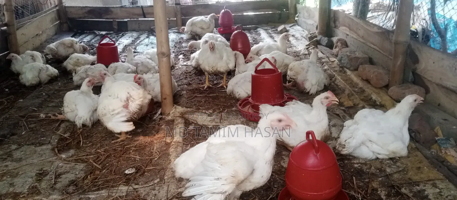 বড় ব্রয়লার মুরগি সেল হবে