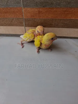 Love Bird Baby