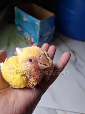 Love Bird Baby