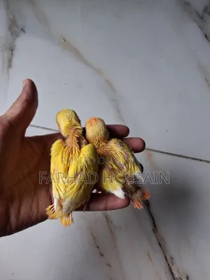 Love Bird Baby