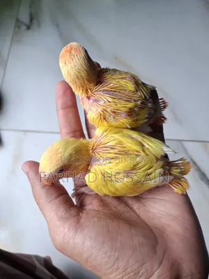 Love Bird Baby