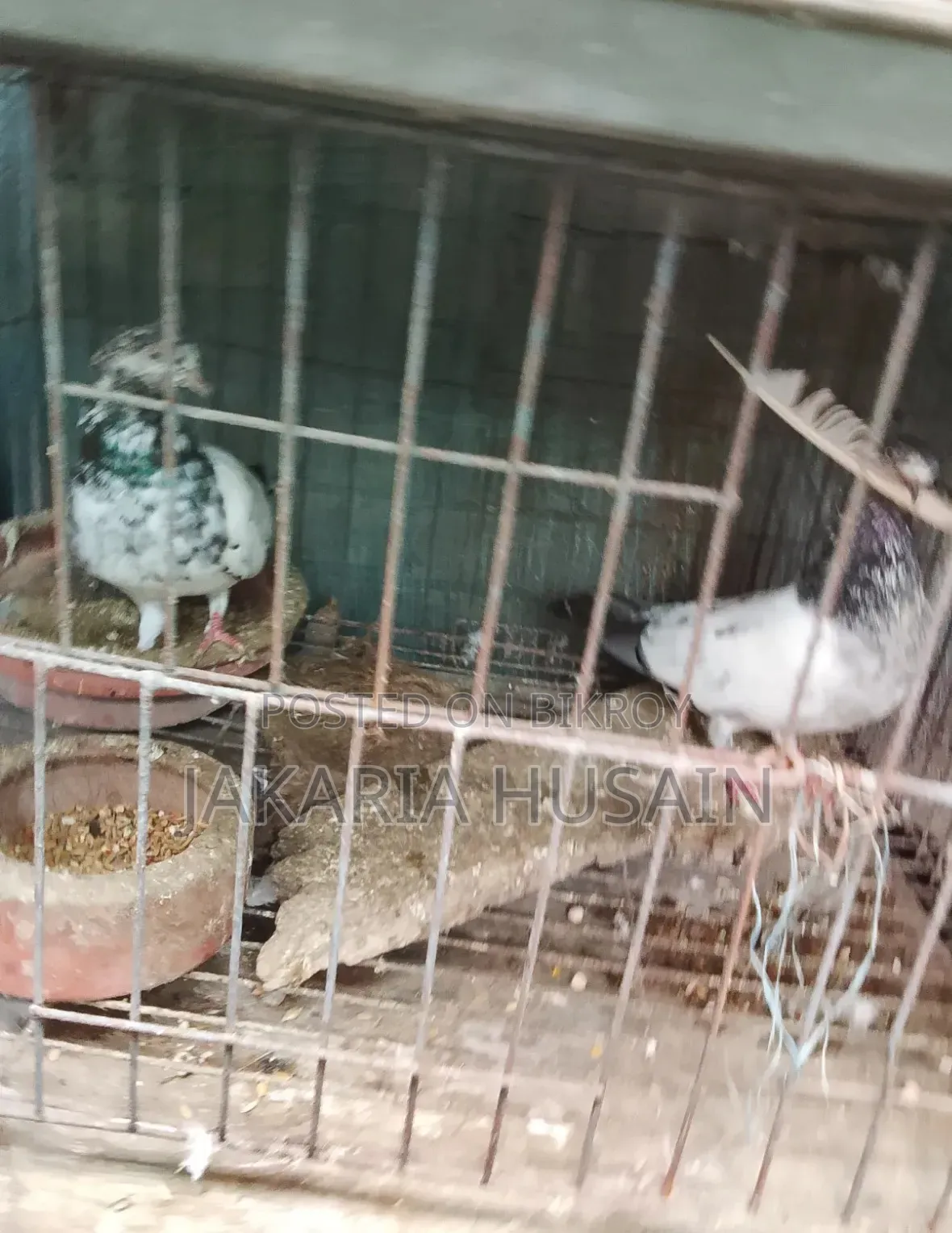 A pair of Pakistani Teddy pigeons for sale