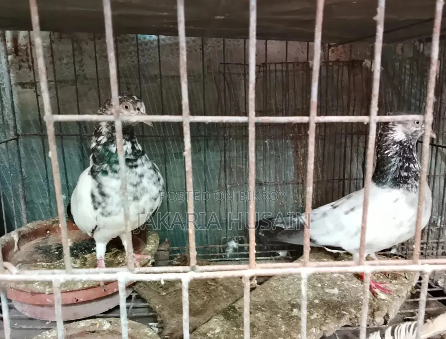 A pair of Pakistani Teddy pigeons for sale