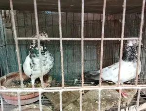 A pair of Pakistani Teddy pigeons for sale