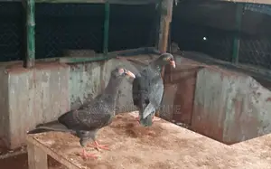 Denish Pigeon Baby Piar