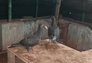 Denish Pigeon Baby Piar