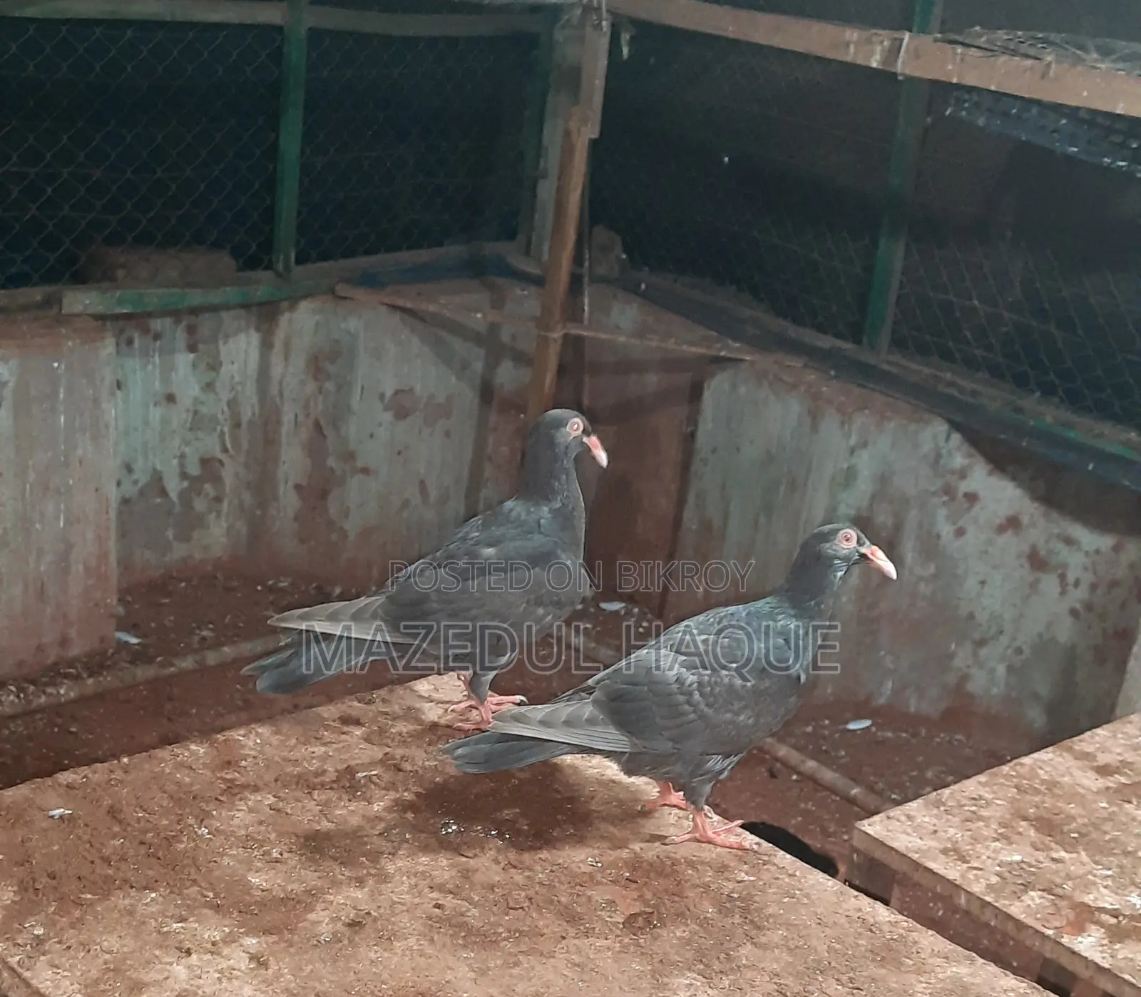 Denish Pigeon Baby Piar