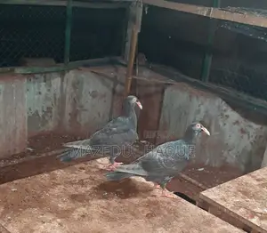 Denish Pigeon Baby Piar