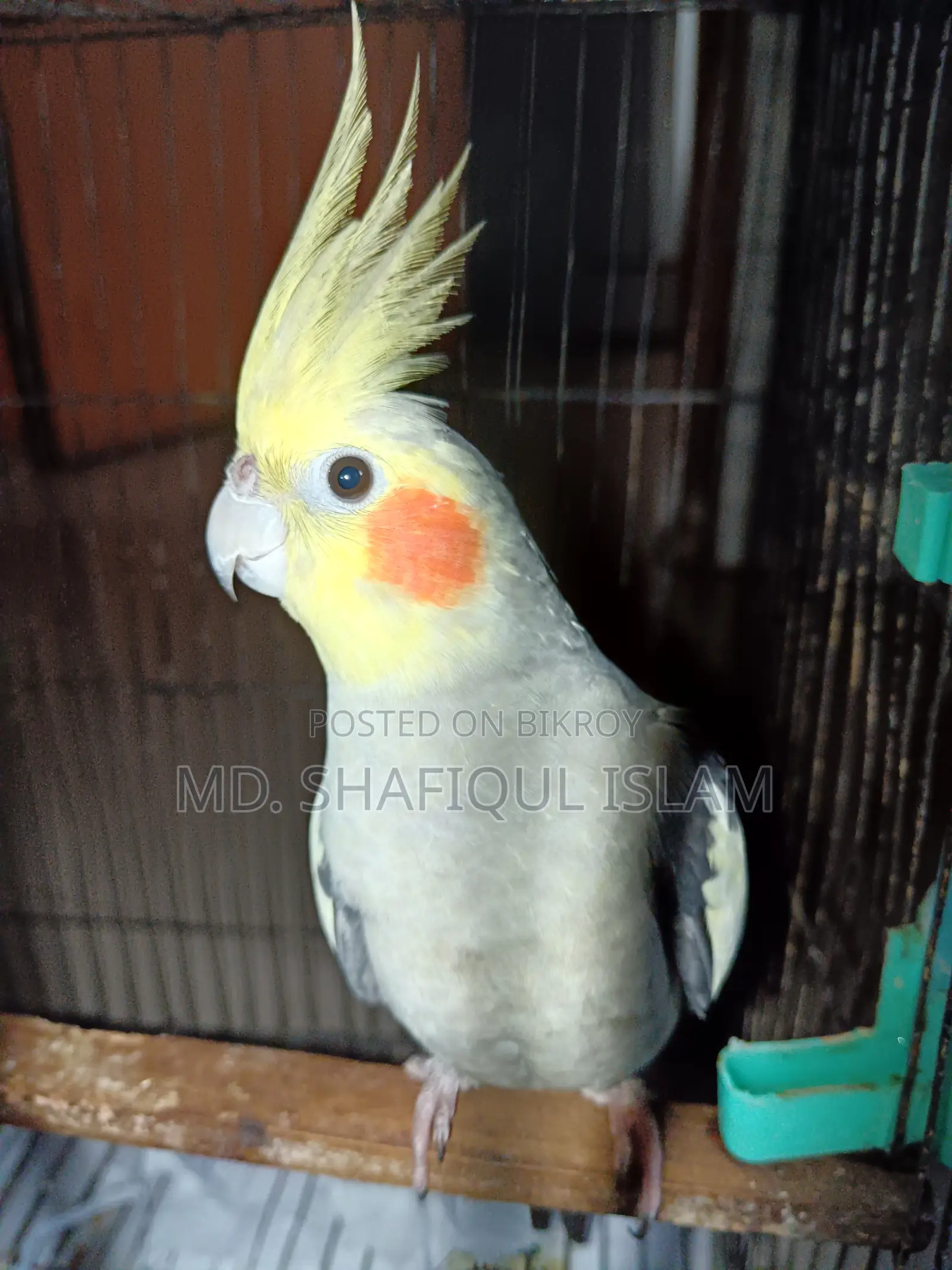 Cockatiel Active