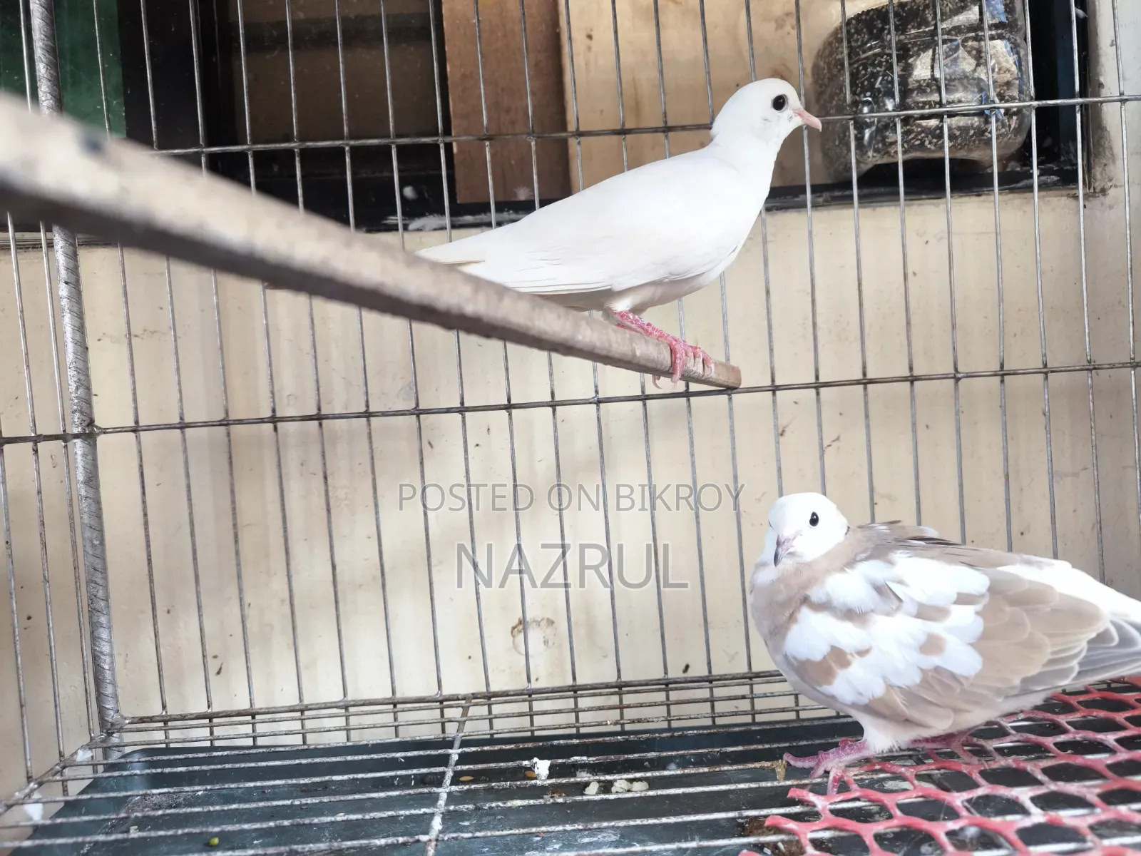Australian Dove Bird