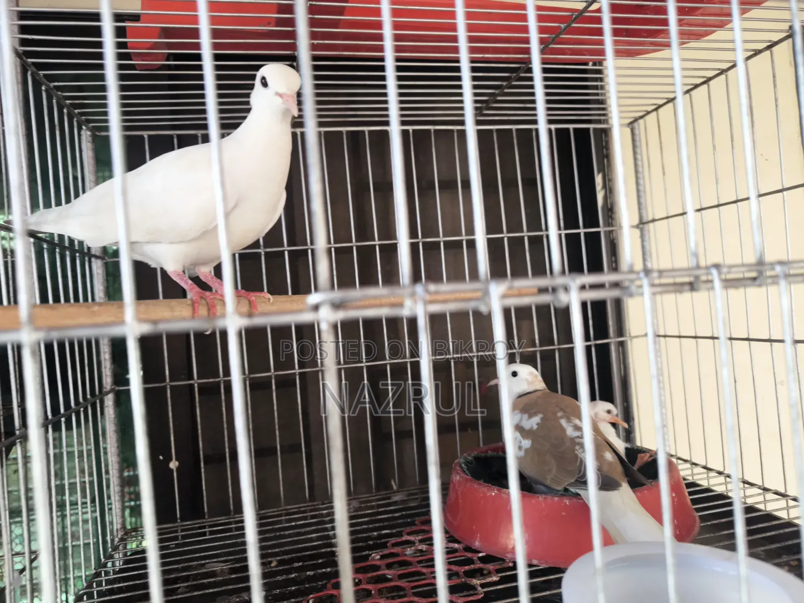 Australian Dove Bird