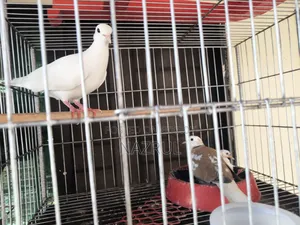 Australian Dove Bird