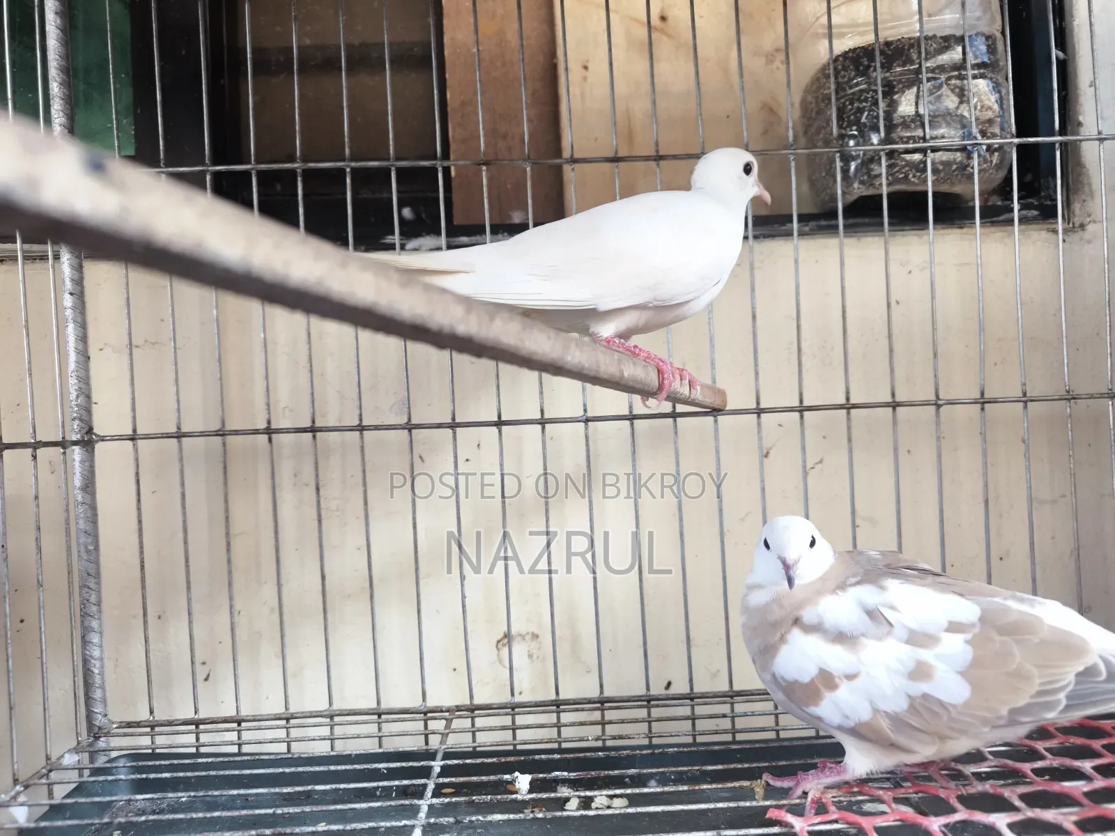 Australian Dove Bird