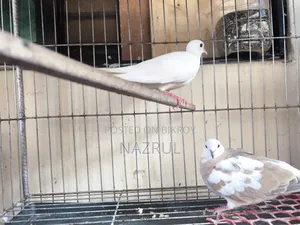 Australian Dove Bird