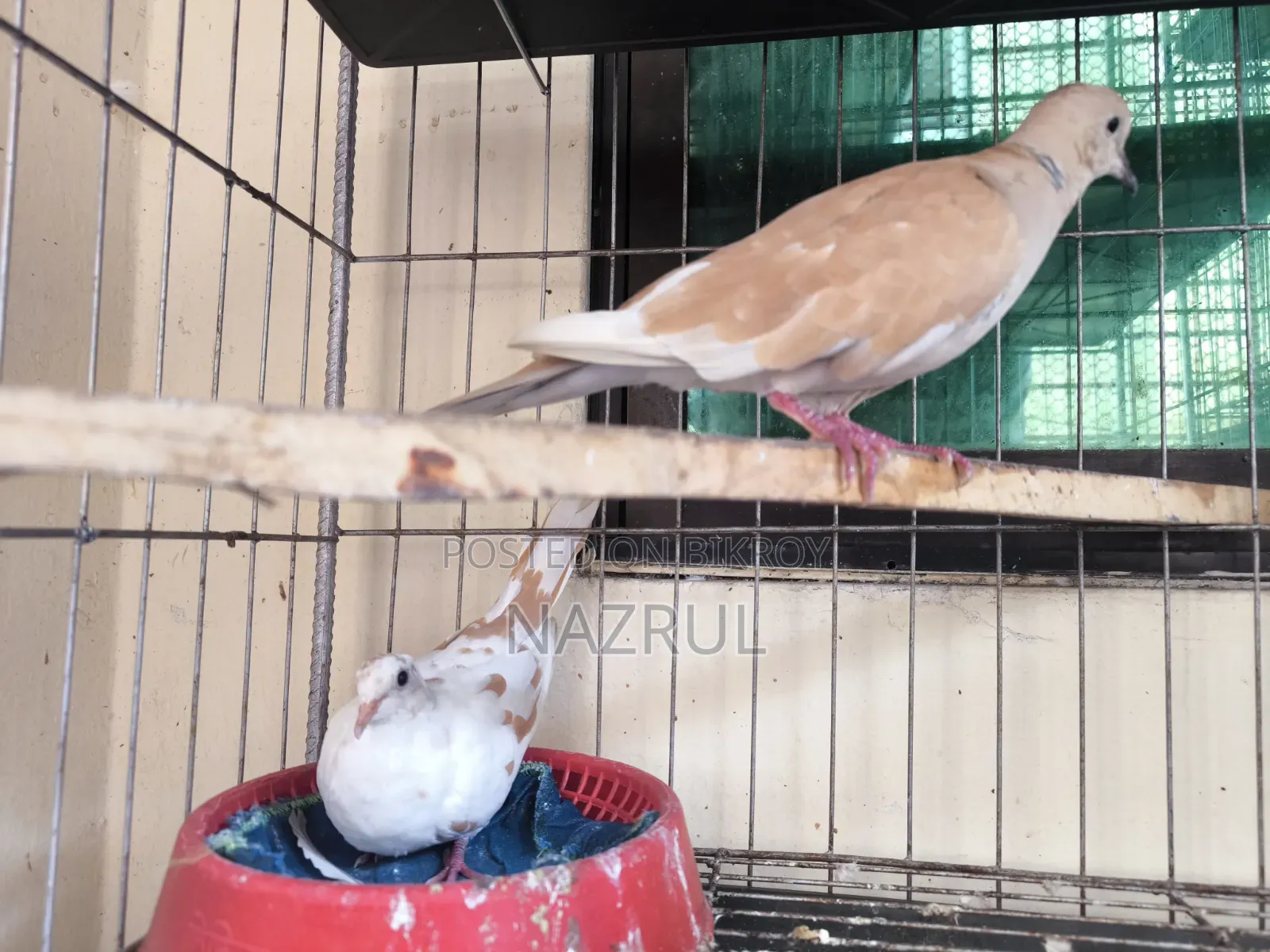 Australian Dove Bird