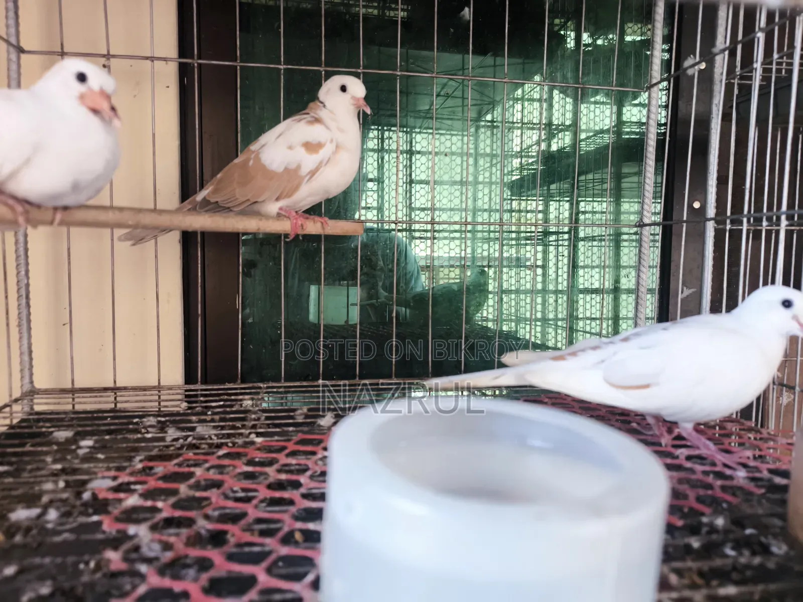 Australian Dove Bird