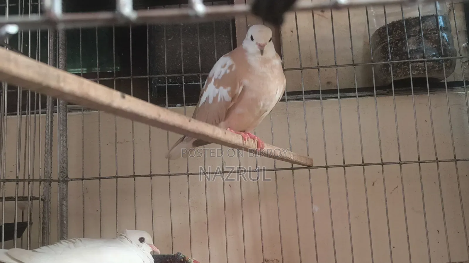 Australian Dove Bird