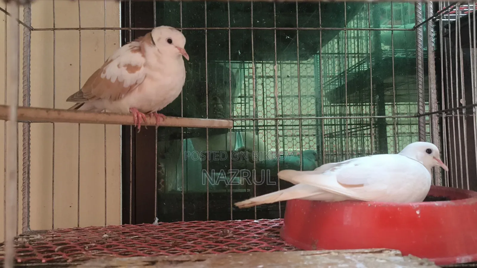 Australian Dove Bird