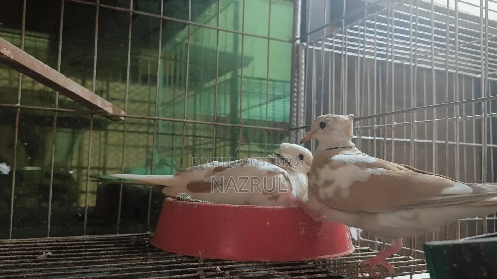 Australian Dove Bird