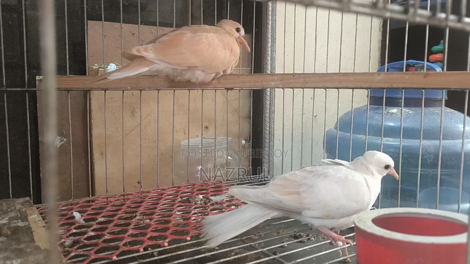 Australian Dove Bird