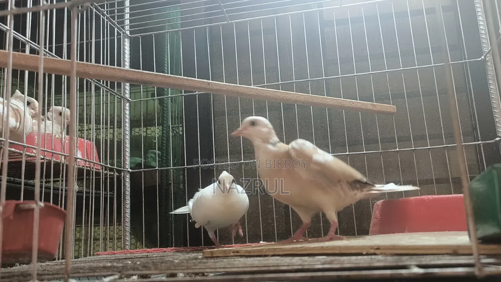 Australian Dove Bird