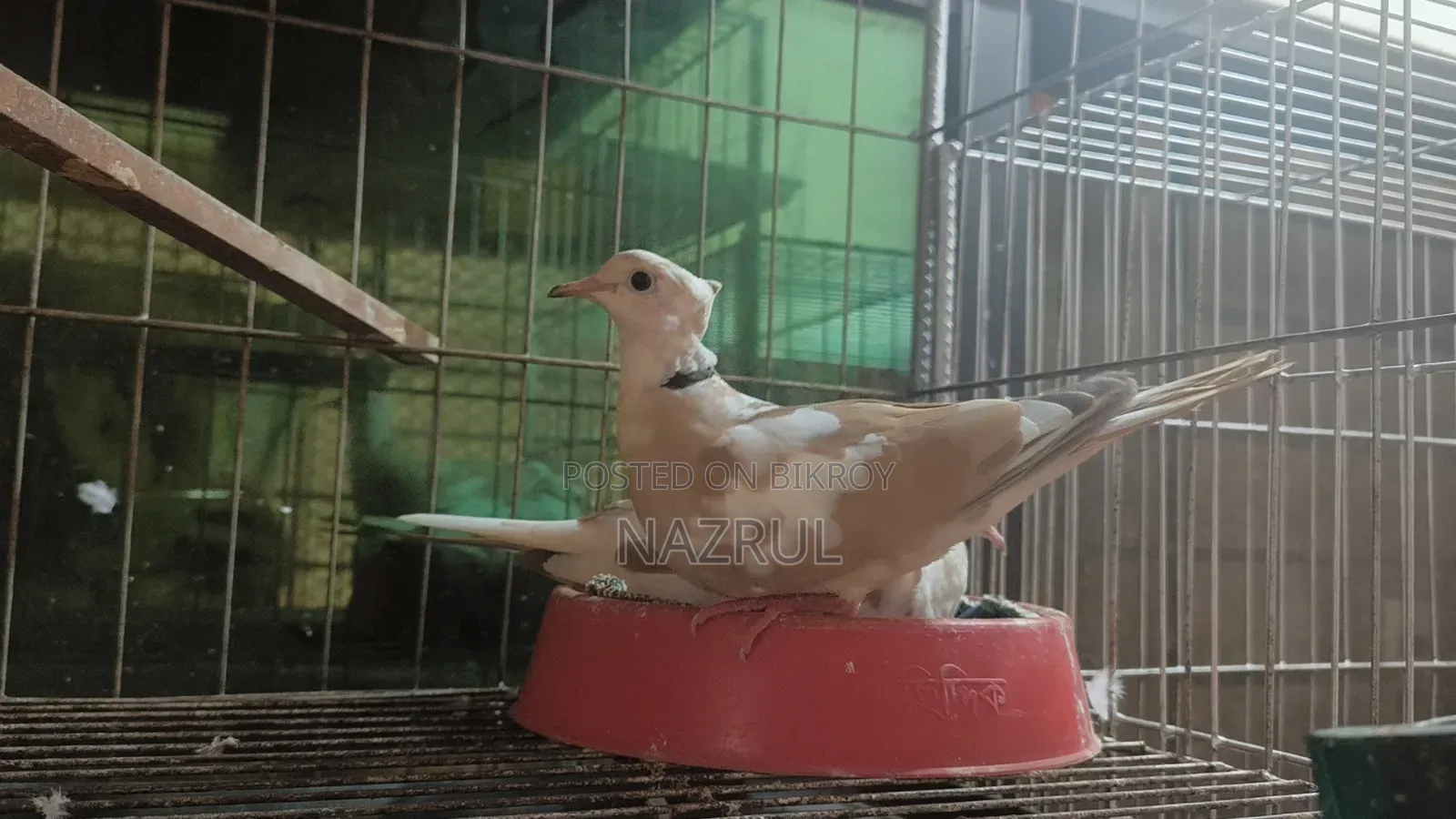 Australian Dove Bird