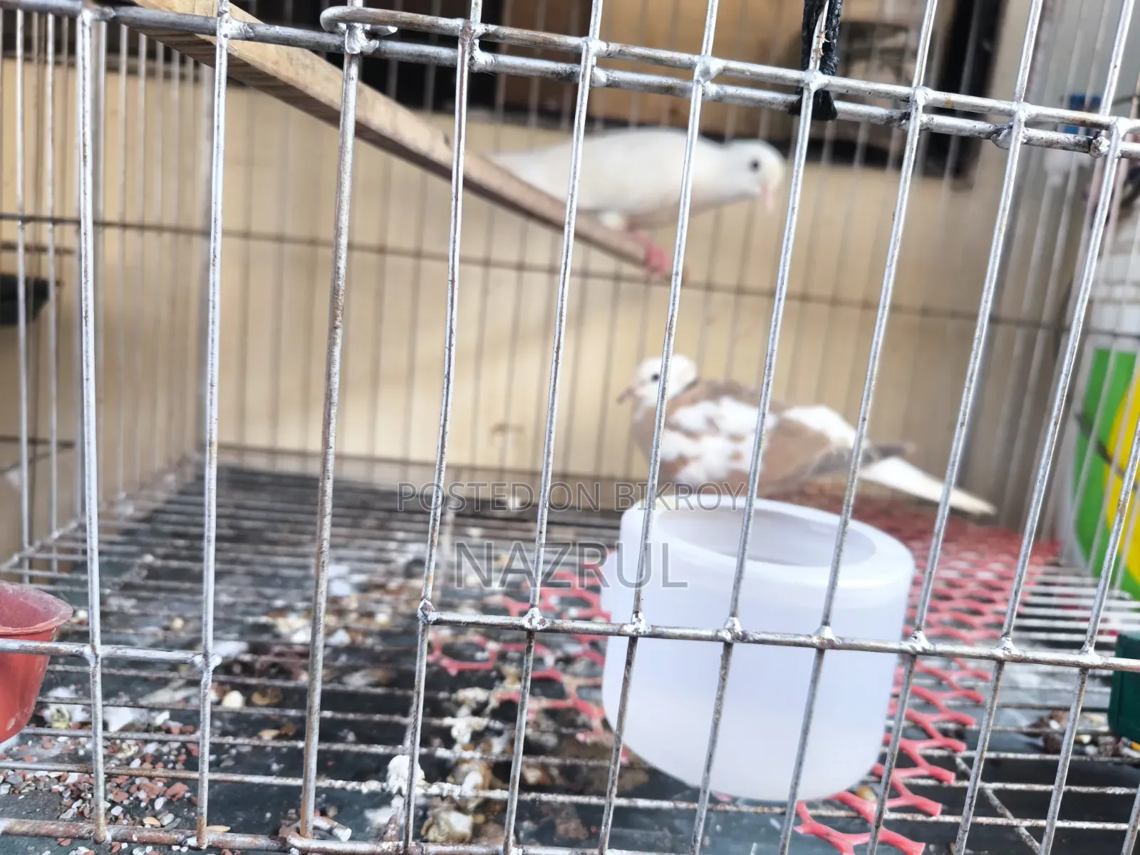 Australian Dove Bird