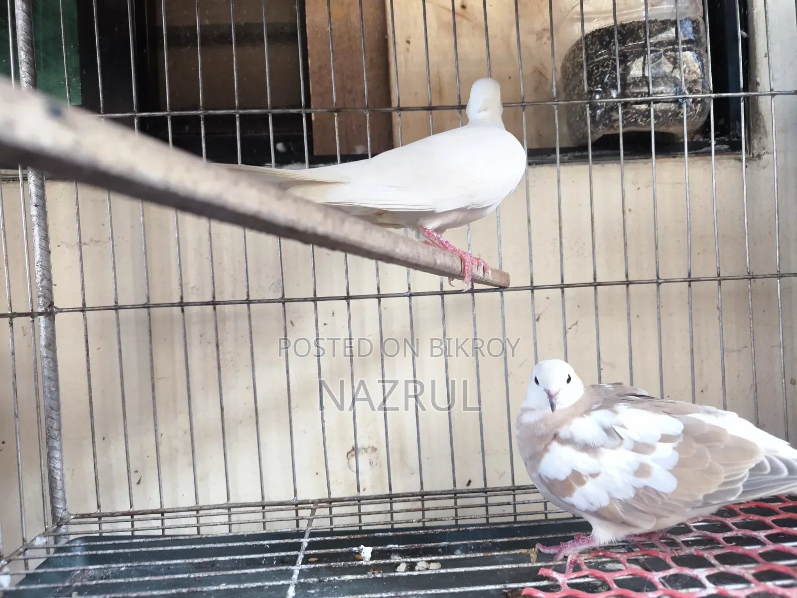 Australian Dove Bird