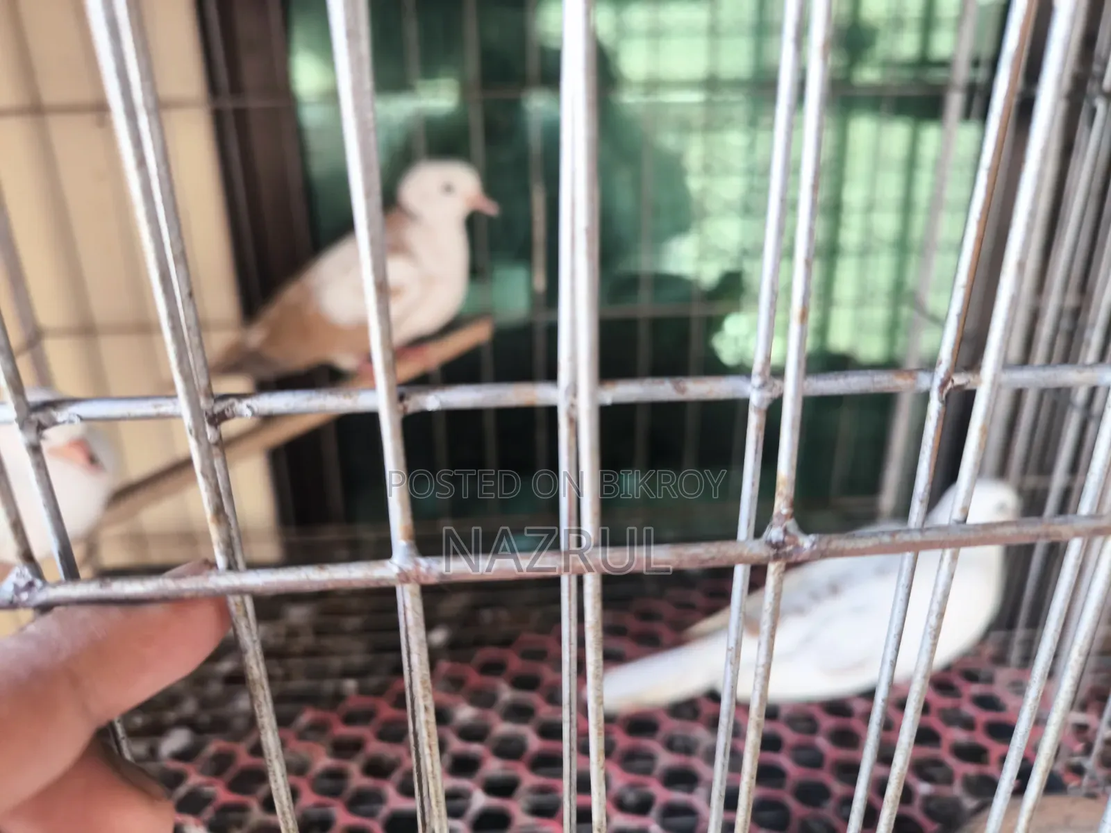 Australian Dove Bird
