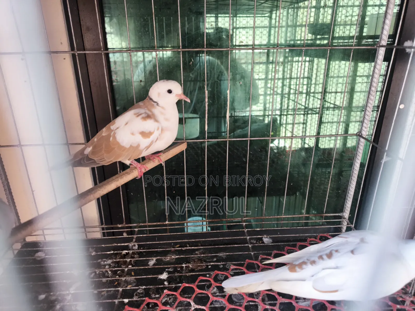 Australian Dove Bird