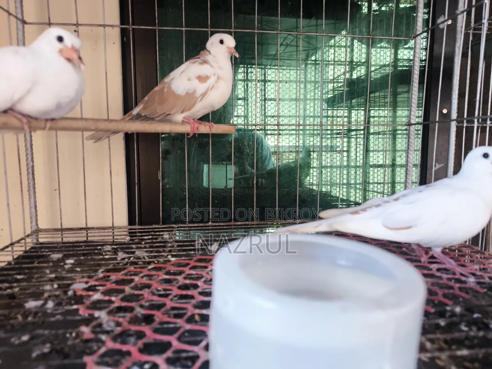 Australian Dove Bird