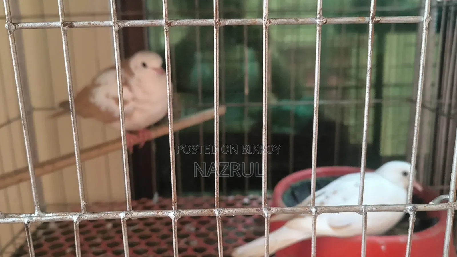 Australian Dove Bird