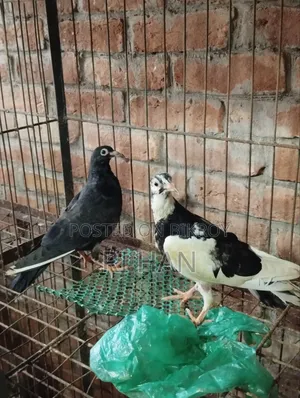 Giribaz Baby