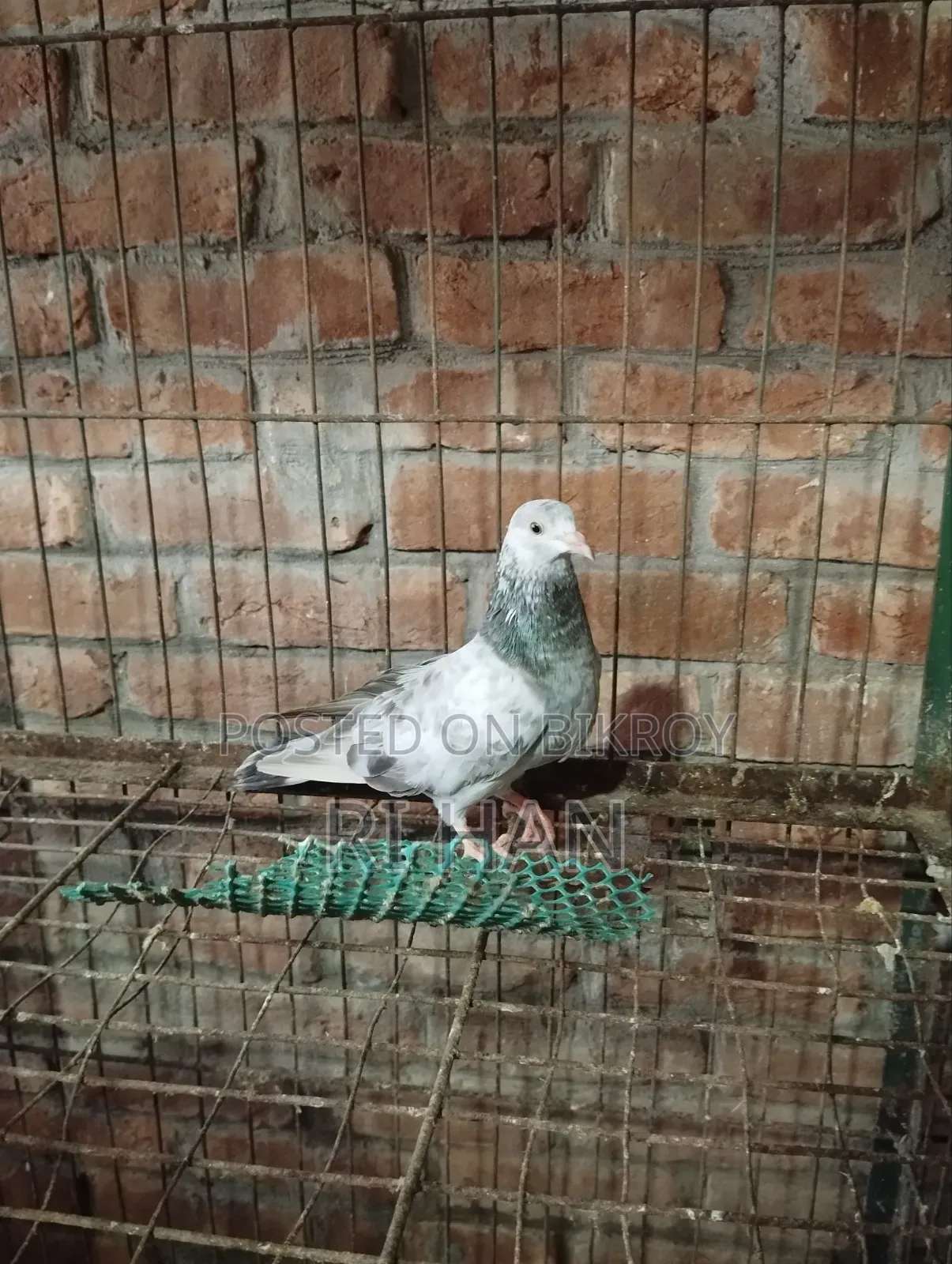 গিরিবাজ বেবি