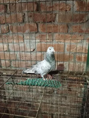 গিরিবাজ বেবি
