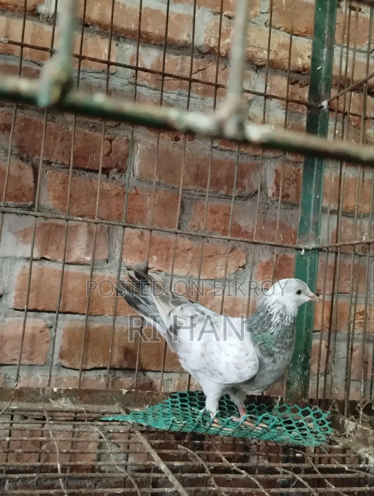 গিরিবাজ বেবি