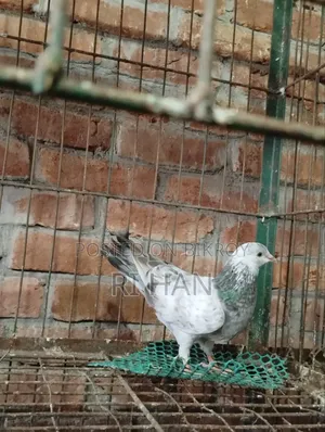 গিরিবাজ বেবি