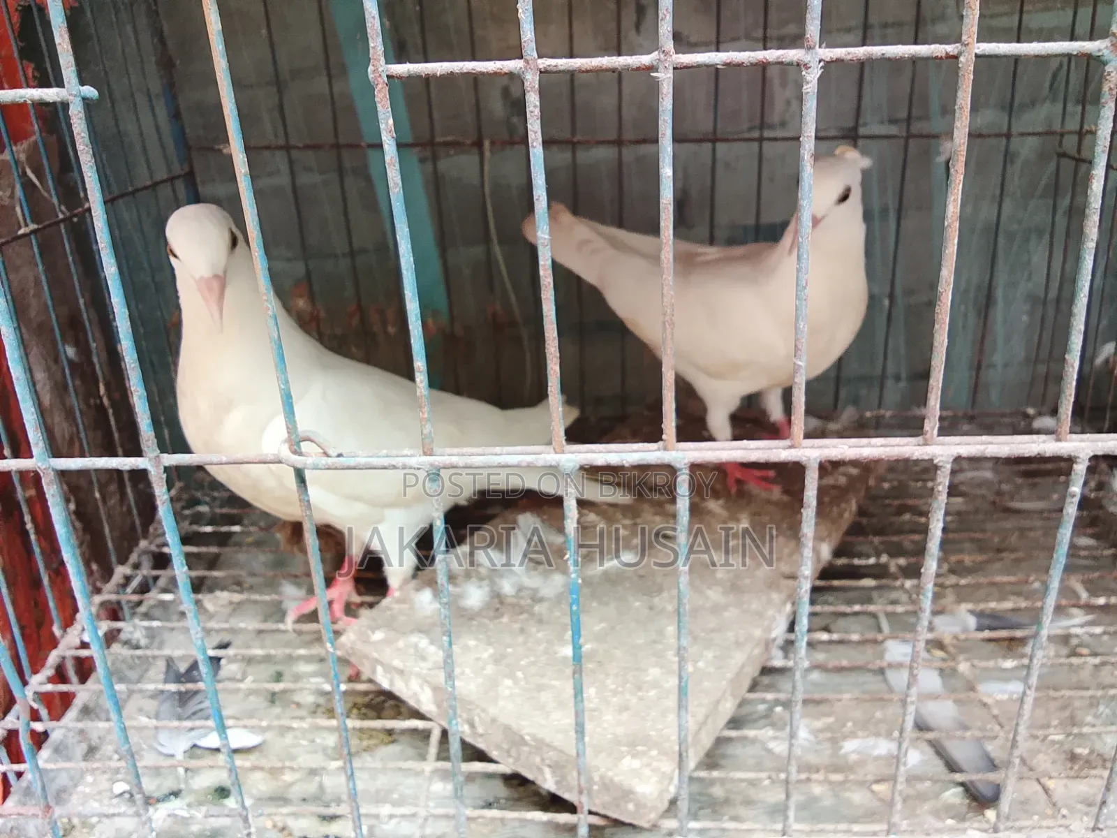 One pair of Beauty Huma pigeon chicks for sale