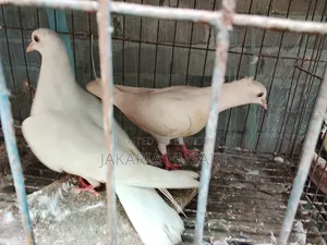 One pair of Beauty Huma pigeon chicks for sale
