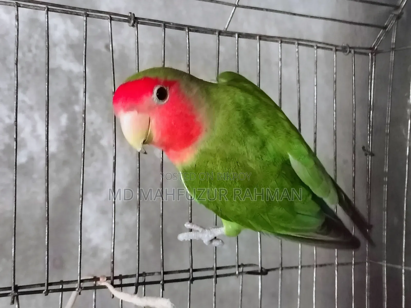 লাভ বার্ড / Love Bird