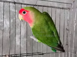 লাভ বার্ড / Love Bird