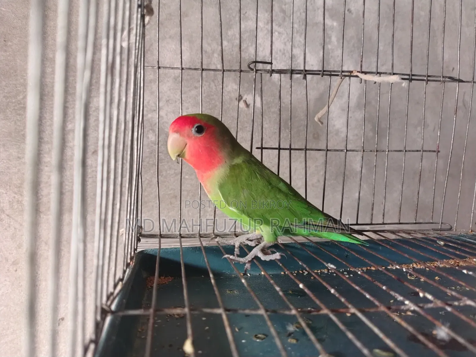 লাভ বার্ড / Love Bird