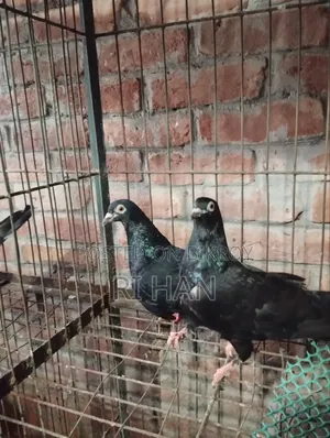 Black Giribaz Pigeon