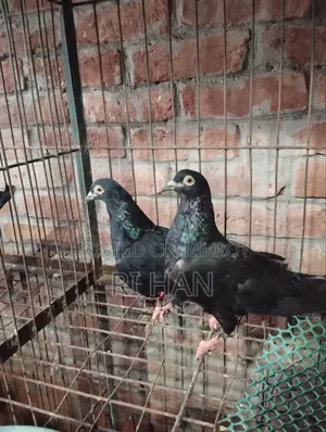 Black Giribaz Pigeon
