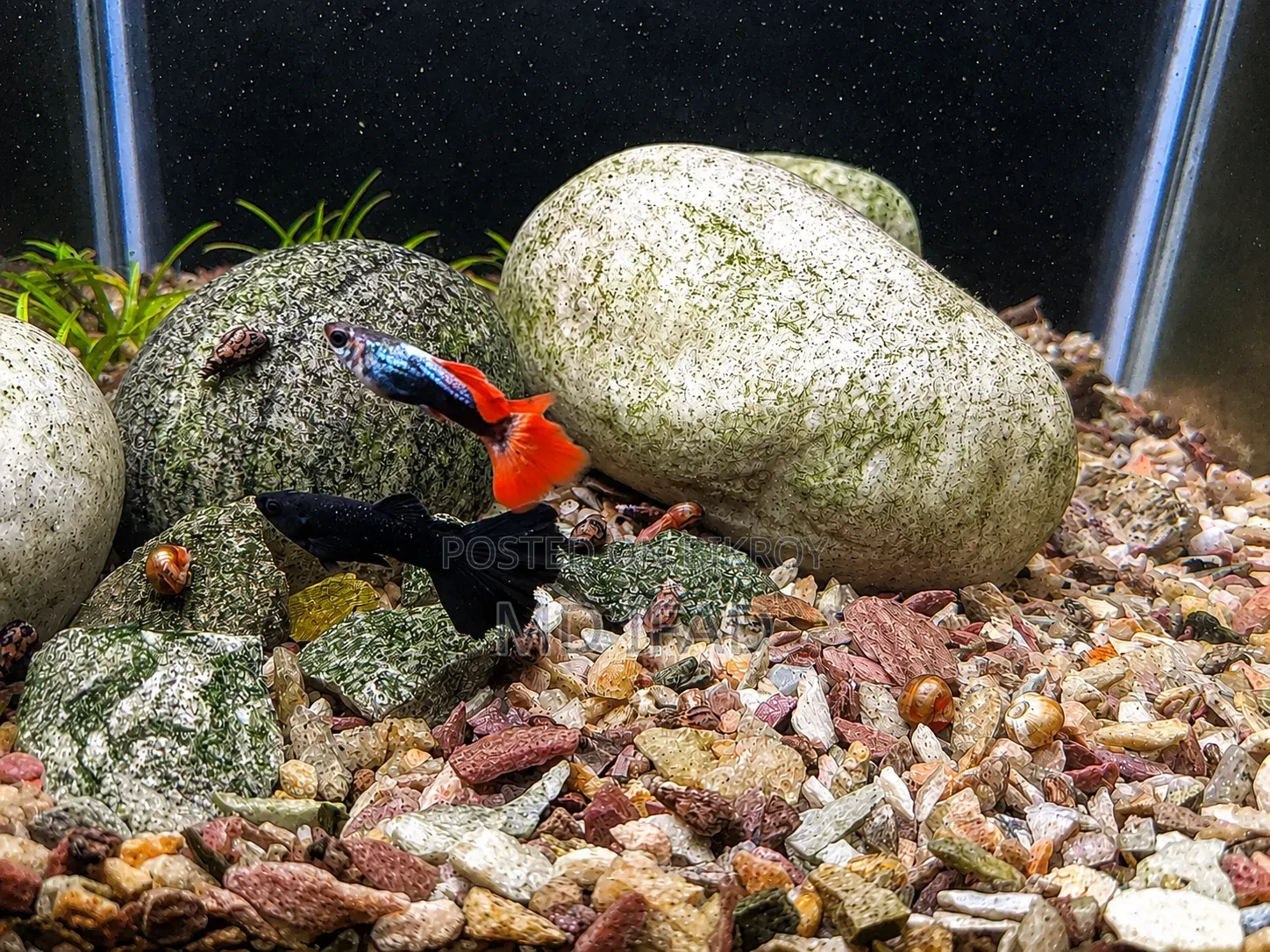 Red Tail Platinum and Black Moskow